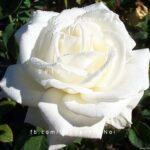 Cây hồng nhung trắng