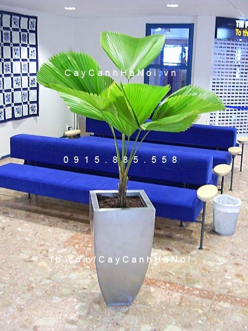 Cây kè nhật Cây kè nhật 2