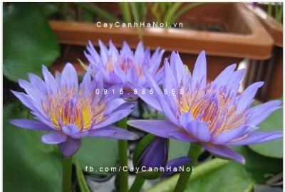 Cây súng thái Cây súng thái