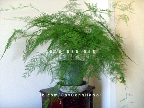 Cây thủy tùng Cây thủy tùng