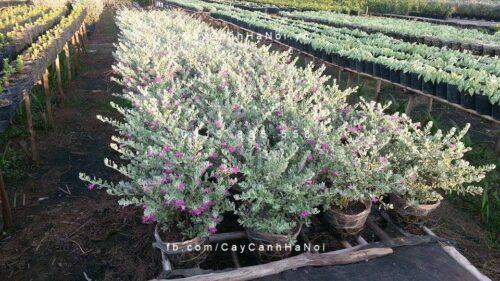 Cây tuyết sơn phi hồng Cây tuyết sơn phi hồng 1