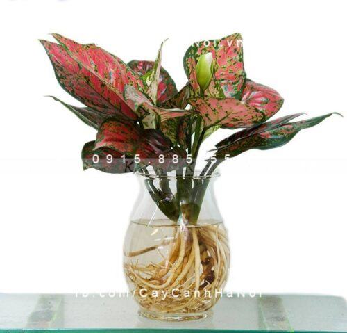 Cây vạn lộc để bàn Cây vạn lộc để bàn1