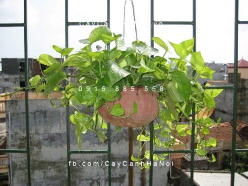 Cây vạn niên thanh treo chậu Cây vạn niên thanh treo chậu 1