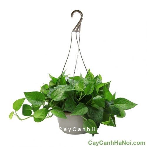 Cây vạn niên thanh treo chậu Cây vạn niên thanh treo chậu