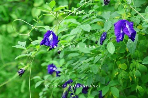 Cây hoa đậu biếc Cây hoa đậu biếc