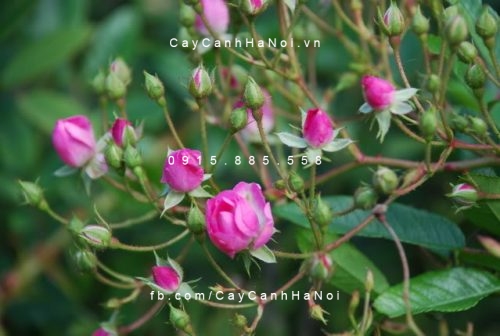 Hồng tiểu muội cho căn phòng Hồng tiểu muội cho căn phòng