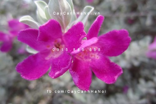 Cây tuyết sơn phi hồng Cây tuyết sơn phi hồng