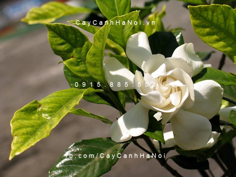 Bạch Thiên Hương hoa trắng thơm