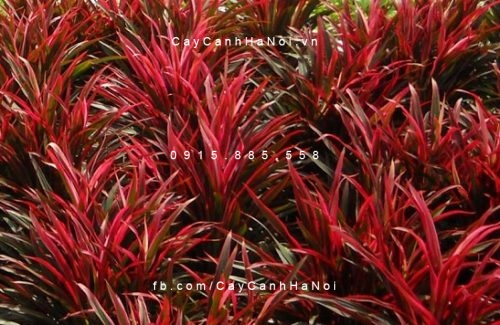 Cây hồng phát tài