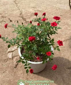 cách trồng hoa hồng tiểu muội