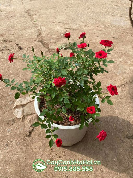 cách trồng hoa hồng tiểu muội