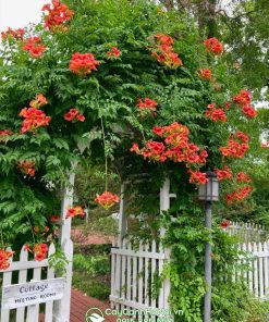 Cách trồng hoa leo đăng tiêu trồng vồn cổng
