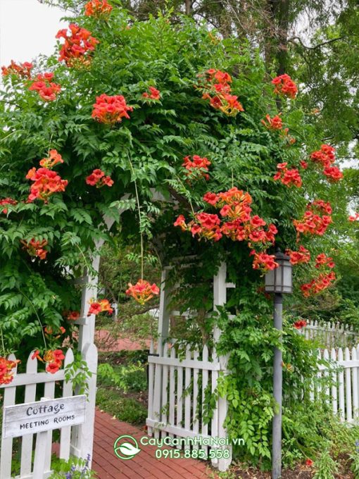 Cách trồng hoa leo đăng tiêu trồng vồn cổng