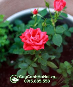 Cách trồng hoa hồng tỉ muội