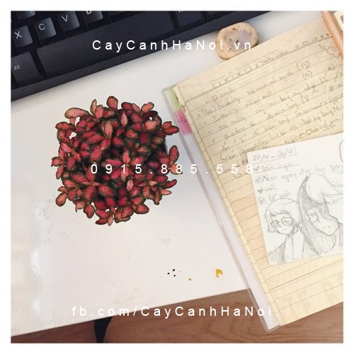 cam-nhung-do Cẩm nhung đỏ trang trí bàn học