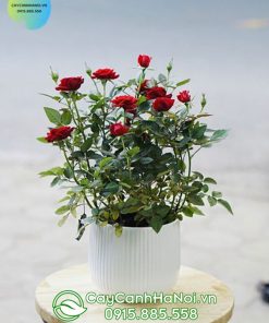 cách chăm sóc cây hoa hồng tỉ muội