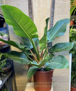 Cây Philodendron Imperial Green