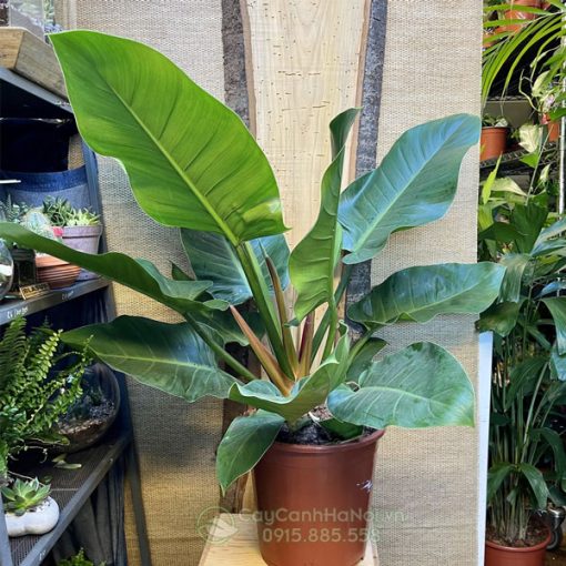 Cây Philodendron Imperial Green