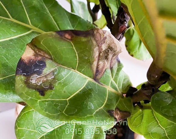Cây bàng singapore bị khô lá nên cắt bỏ