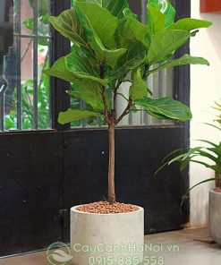Mua cây bàng singapore hà nội