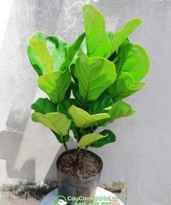 Cây bàng singapore dễ trồng và dễ chăm sóc