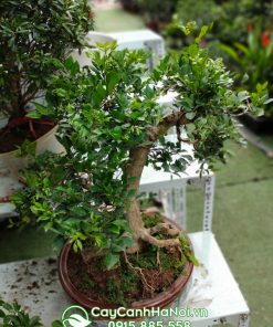 Cây bonsai nguyệt quế