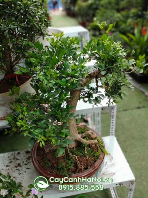 Cây bonsai nguyệt quế