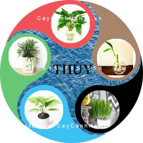 Cây cho người Tuổi Tý 5 cay cho nguoi menh thuy