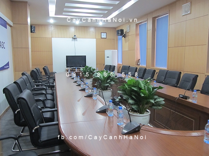 Cây lan tuyết thích hợp bày bố trong văn phòng cay-cho-nguoi-tuoi-Mui -5