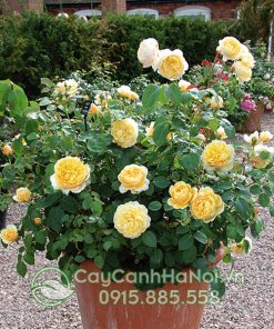 Cây hoa hồng charlotte có sắc vàng nên rất được người tuổi Dậu ưa chuộng.