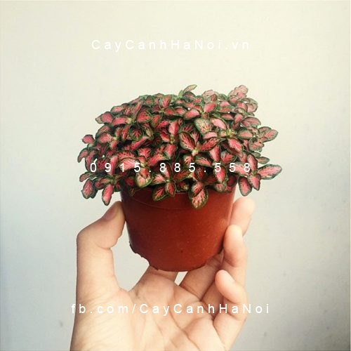 Cây cho người Tuổi Mão Cây cho người Tuổi Mão