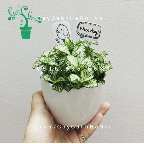 Cây cho người Tuổi Mão Cây cho người Tuổi Mão
