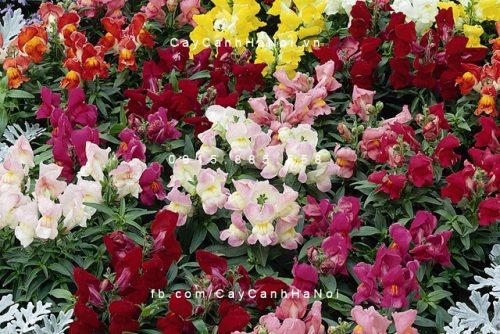 Cây cho người Tuổi Mão Cây cho người Tuổi Mão