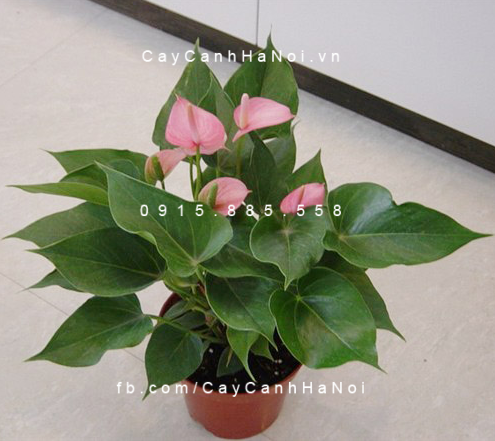 Cây đại hồng môn để bàn 3 dai hong mon de ban
