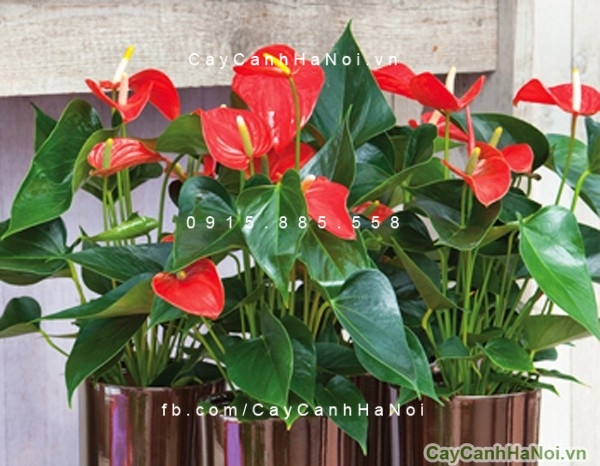 Cây đại hồng môn để bàn 2 cay dai hong mon
