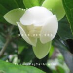Cây Hàm tiếu hoa trắng thơm