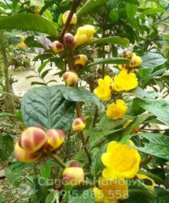 Cây hải đường hoa vàng (cây hoa hải đường vàng)