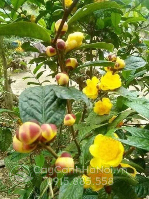 Cây hải đường hoa vàng (cây hoa hải đường vàng)