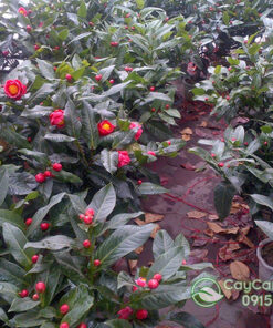 Mua cây hoa hải đường tại Hà Nội