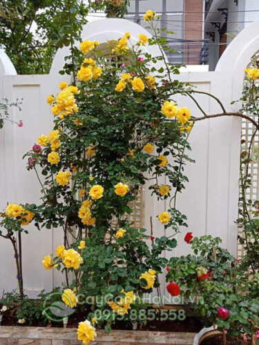Hoa hồng leo vàng đẹp