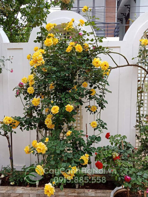 Hoa hồng leo vàng đẹp