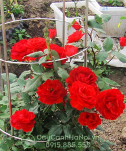 Hoa hồng leo màu đỏ