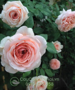 Hoa hồng leo abraham darby rose (hoa hồng abraham darby)