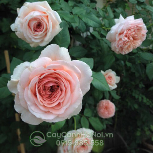 Hoa hồng leo abraham darby rose (hoa hồng abraham darby)