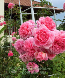 Hoa hồng ngoại huntington