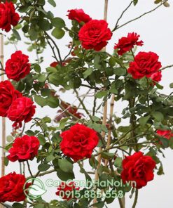 Hoa hồng leo cổ hp (Hồng leo cổ Hải Phòng)