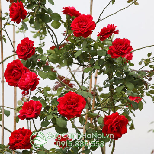 Hoa hồng leo cổ hp (Hồng leo cổ Hải Phòng)