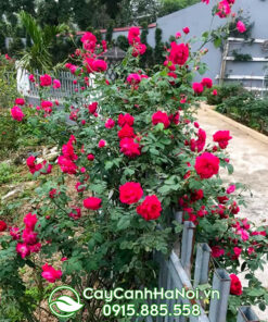 Hoa hồng cổ tường vi