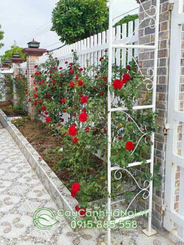 Hoa hồng leo tường rào
