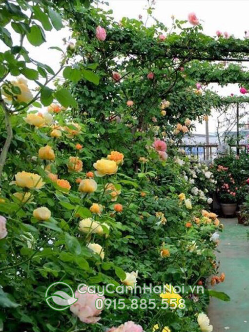 Hoa hồng leo pháp mix